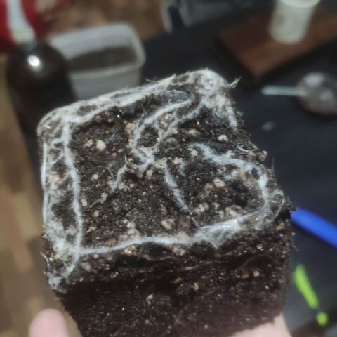 Deimos Caramel growlog photo: First Transplant