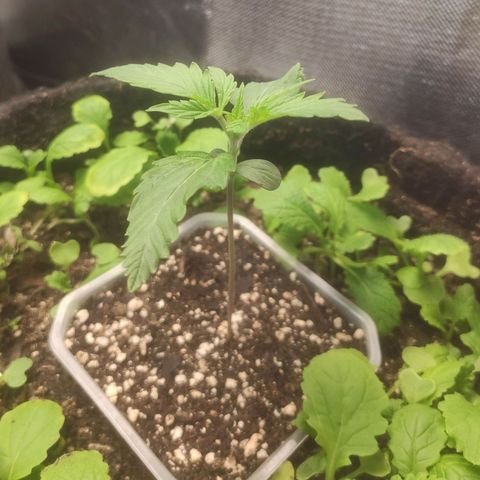 Deimos Caramel growlog timeline photo