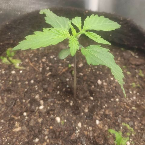 Deimos Caramel growlog timeline photo