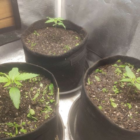 Deimos Caramel growlog timeline photo