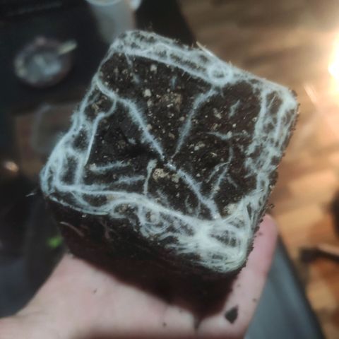 Deimos Caramel growlog timeline photo