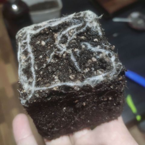 Deimos Caramel growlog timeline photo