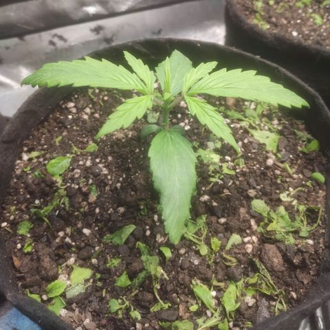 Deimos Caramel growlog timeline photo