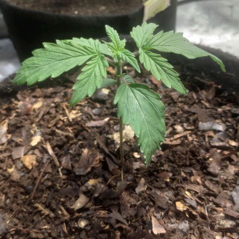 Deimos Caramel growlog timeline photo