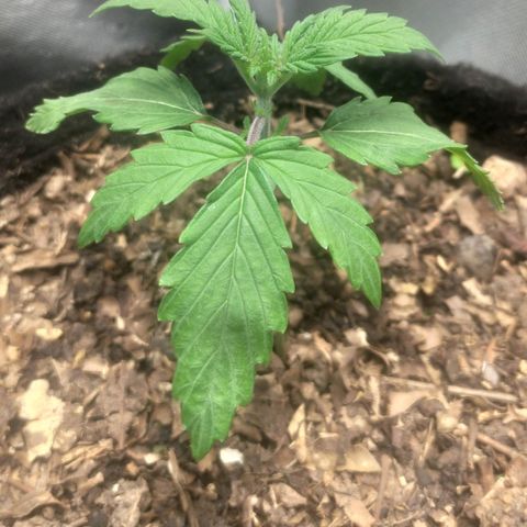 Deimos Caramel growlog timeline photo