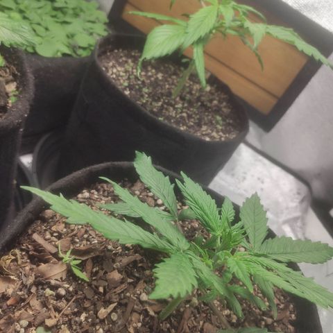 Deimos Caramel growlog timeline photo