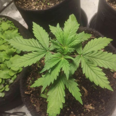 Deimos Caramel growlog timeline photo