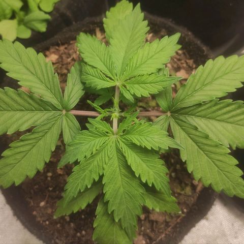 Deimos Caramel growlog timeline photo