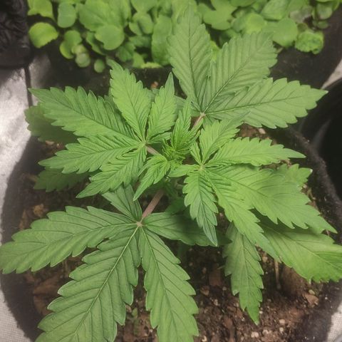 Deimos Caramel growlog timeline photo