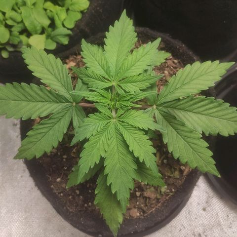 Deimos Caramel growlog timeline photo