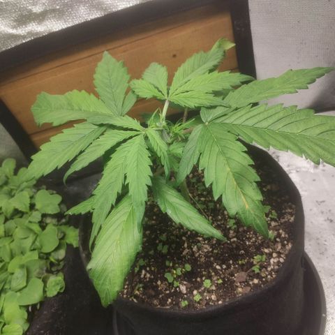 Deimos Caramel growlog timeline photo