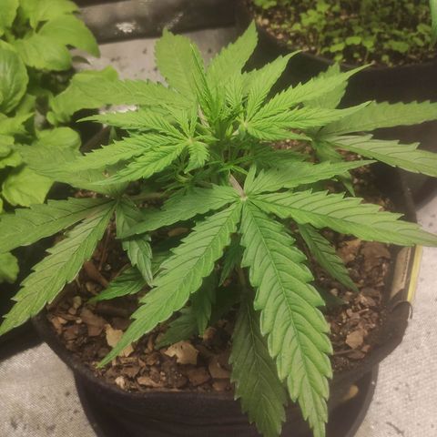 Deimos Caramel growlog timeline photo