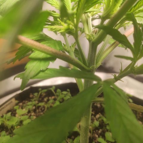 Deimos Caramel growlog timeline photo