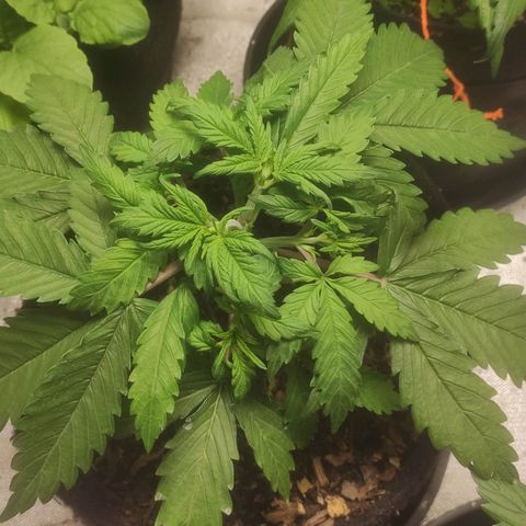 Deimos Caramel growlog timeline photo