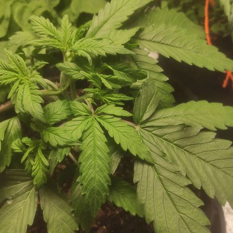 Deimos Caramel growlog timeline photo