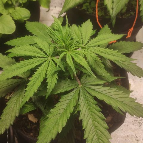 Deimos Caramel growlog timeline photo