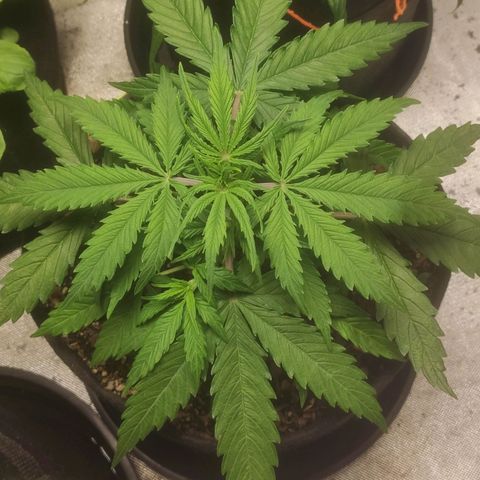 Deimos Caramel growlog timeline photo