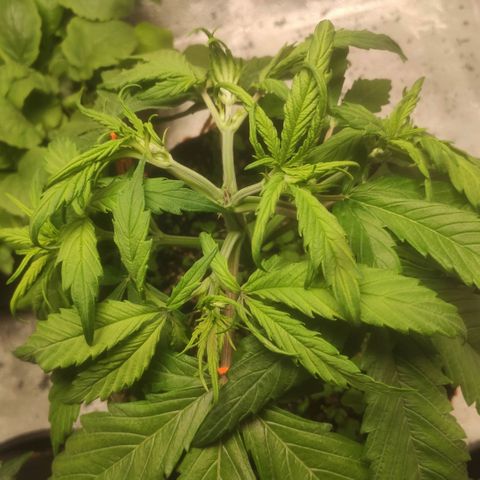 Deimos Caramel growlog timeline photo