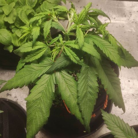 Deimos Caramel growlog timeline photo