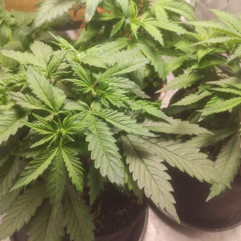Deimos Caramel growlog timeline photo