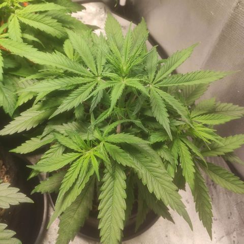 Deimos Caramel growlog timeline photo