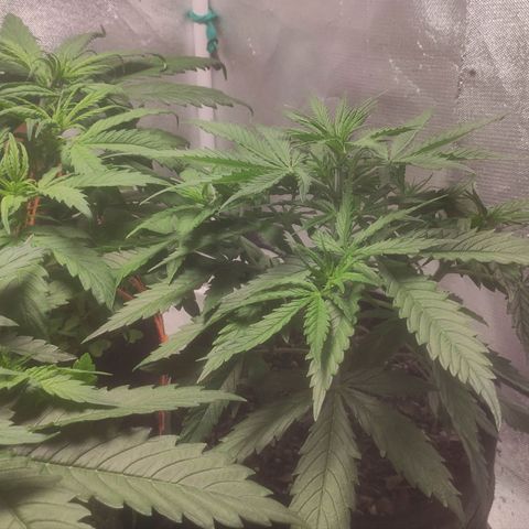 Deimos Caramel growlog timeline photo