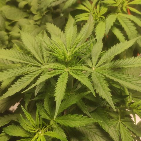 Deimos Caramel growlog timeline photo