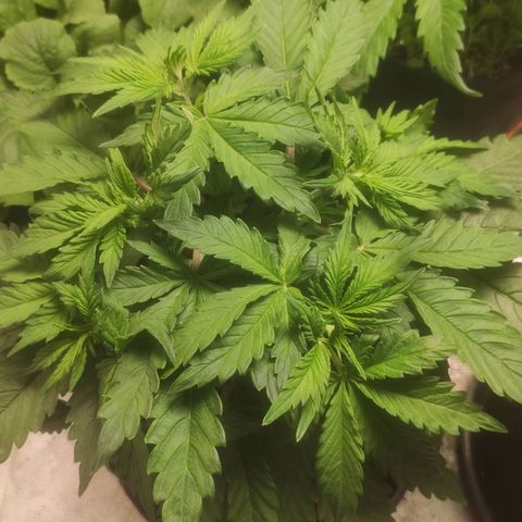 Deimos Caramel growlog timeline photo