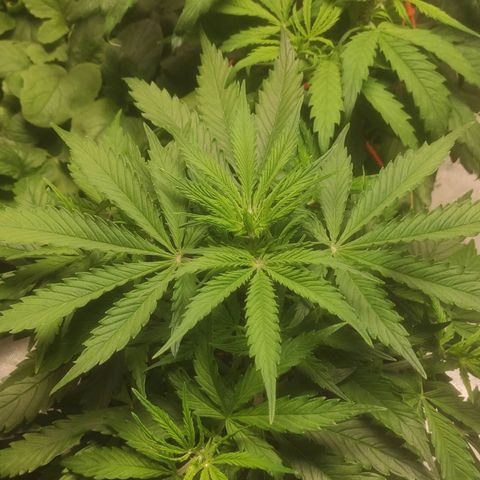 Deimos Caramel growlog timeline photo