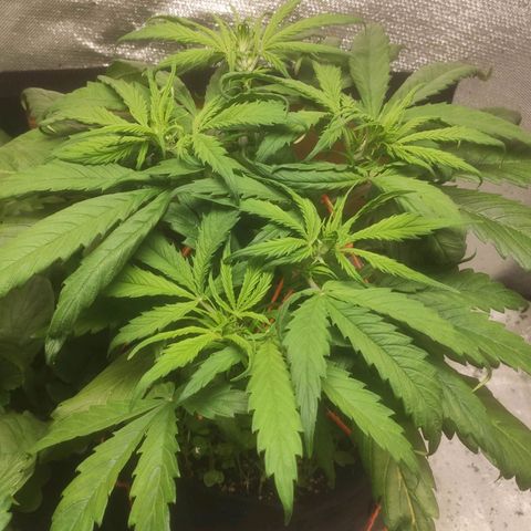 Deimos Caramel growlog timeline photo