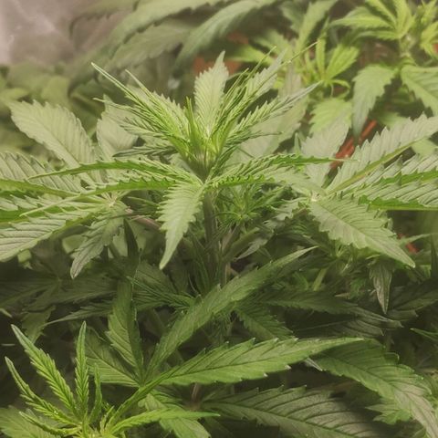 Deimos Caramel growlog timeline photo