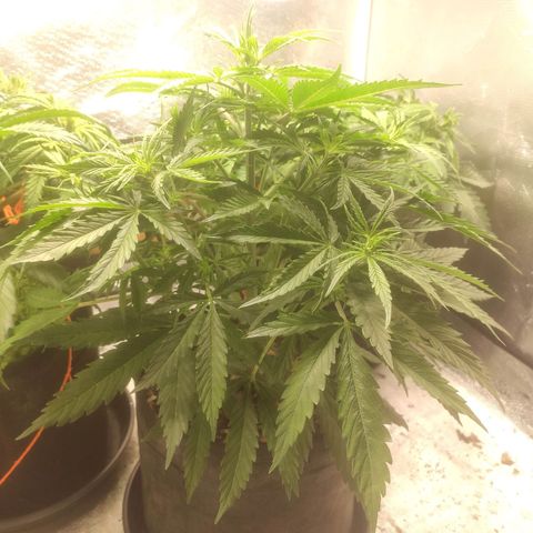 Deimos Caramel growlog timeline photo