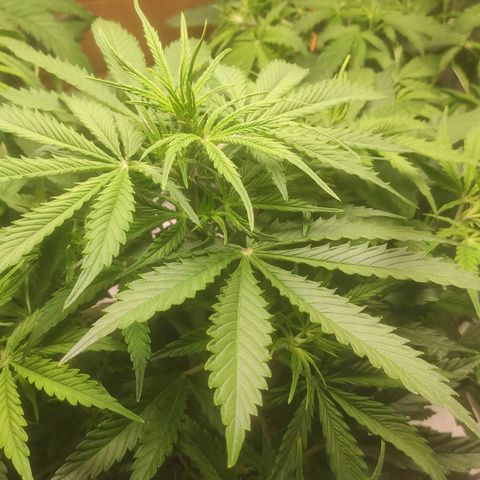 Deimos Caramel growlog timeline photo