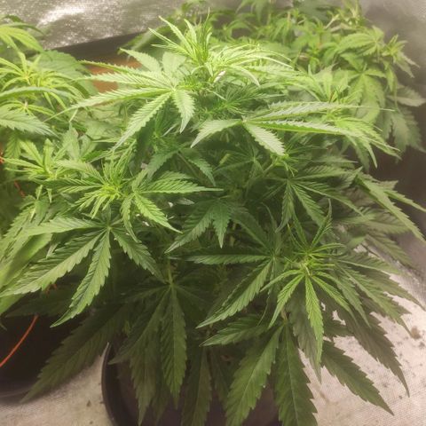 Deimos Caramel growlog timeline photo