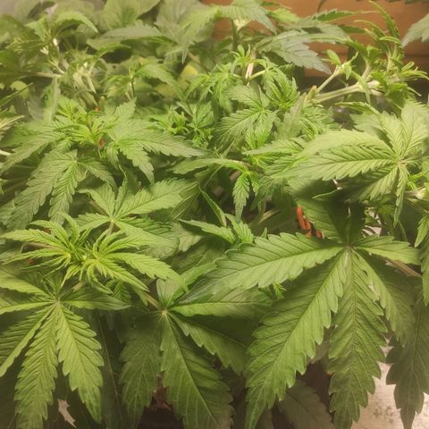 Deimos Caramel growlog timeline photo