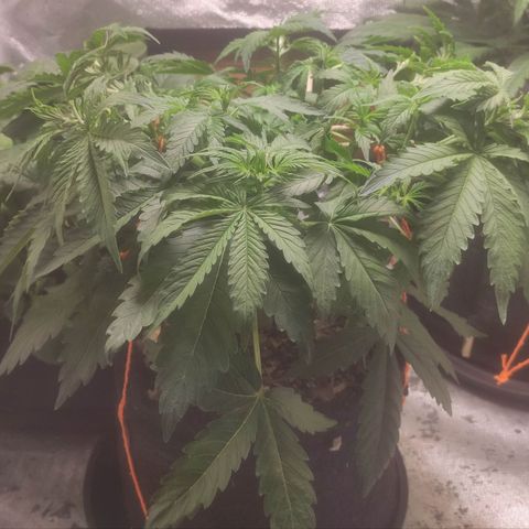 Deimos Caramel growlog timeline photo