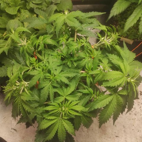 Deimos Caramel growlog timeline photo