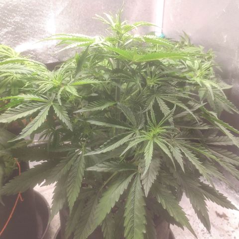 Deimos Caramel growlog timeline photo