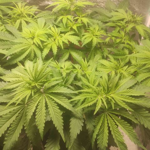 Deimos Caramel growlog timeline photo