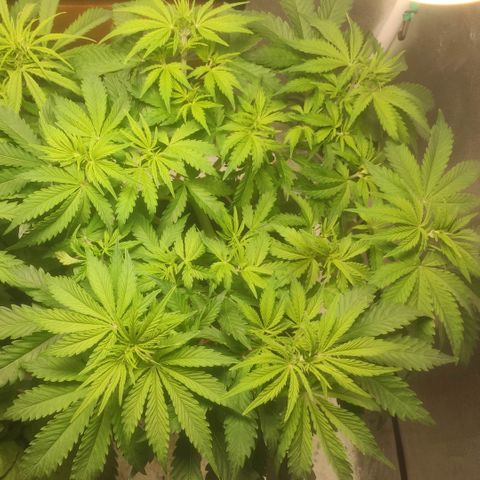 Deimos Caramel growlog timeline photo