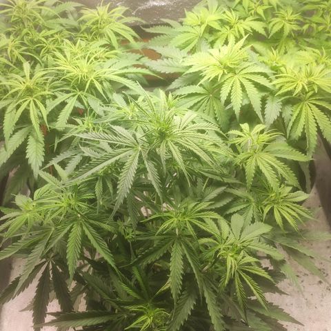 Deimos Caramel growlog timeline photo