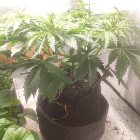Deimos Caramel growlog timeline photo