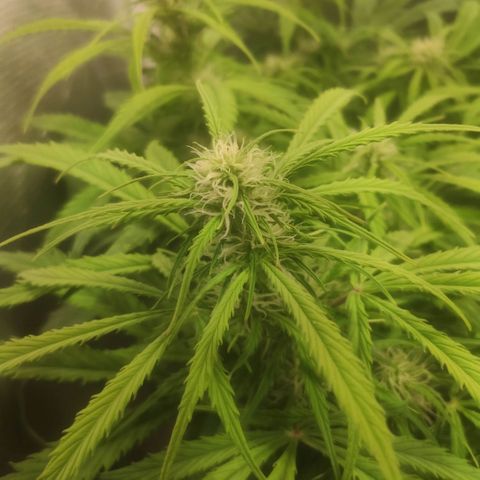 Deimos Caramel growlog timeline photo