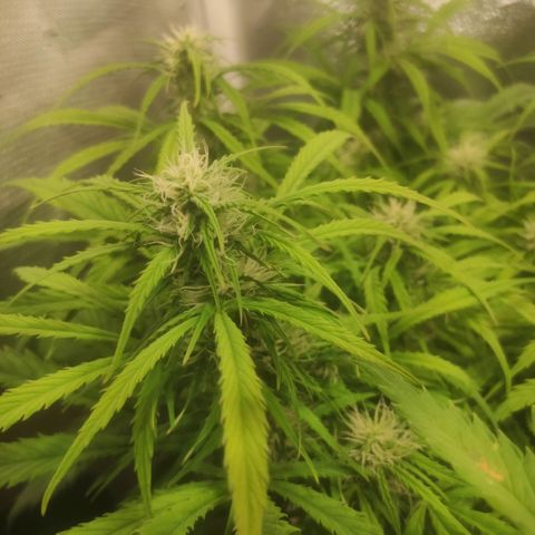 Deimos Caramel growlog timeline photo