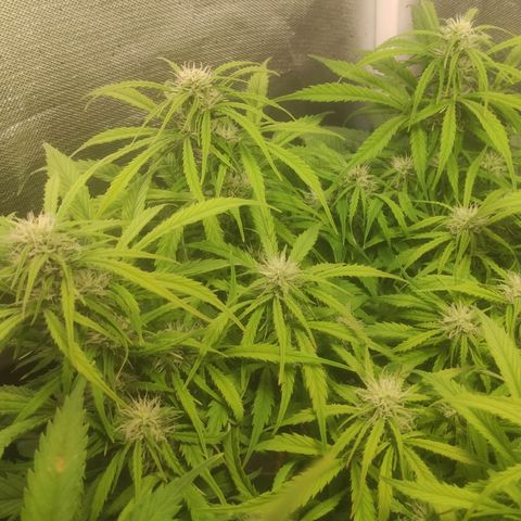 Deimos Caramel growlog timeline photo