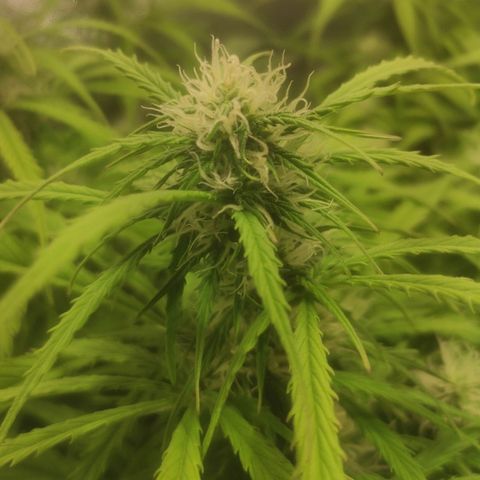 Deimos Caramel growlog timeline photo