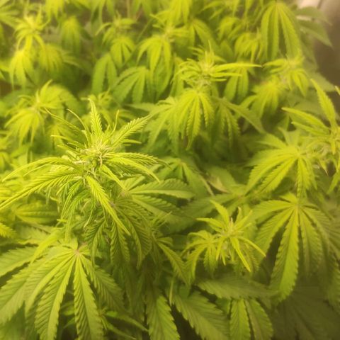 Deimos Caramel growlog timeline photo