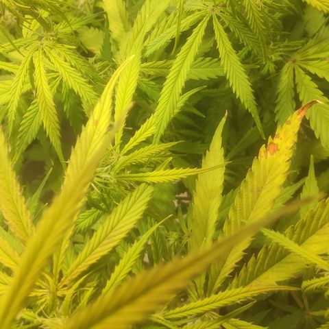 Deimos Caramel growlog timeline photo