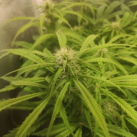 Deimos Caramel growlog timeline photo