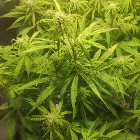 Deimos Caramel growlog timeline photo